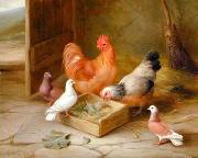 unknow artist Poultry 093 Germany oil painting artist